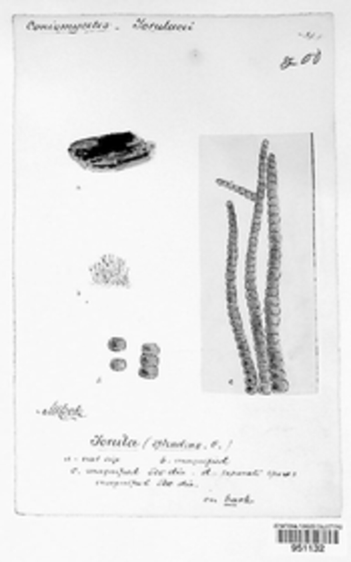 Metacapnodiaceae image
